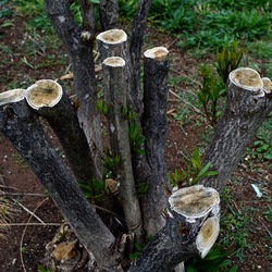 TRONCHI. Fotografie di Giulio Azzarello ©2022.
