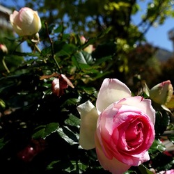 ROSETO. Fotografie di Giulio Azzarello &copy;2022.
