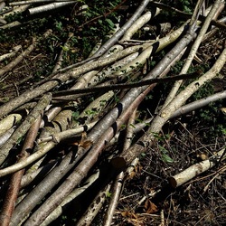 RAMI E ROVI. Fotografie di Giulio Azzarello ©2023. RAMI E ROVI. Fotografie di Giulio Azzarello ©2023.