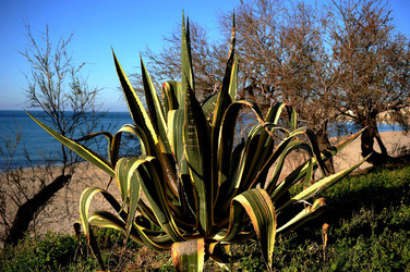 AGAVE selvatica sul mare in Sicilia a Cefalù. Fotografie di Giulio Azzarello ©2014. AGAVE selvatica sul mare in Sicilia a Cefalù. Fotografie di Giulio Azzarello ©2014.