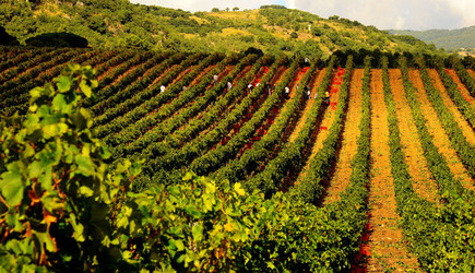 VENDEMMIA di AUTUNNO a S.Cristina Gela in Sicilia. Fotografie di Giulio Azzarello &copy;2016.