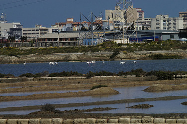 WWF Sicilia le Saline di Trapani. Fotografie di Giulio Azzarello &copy;2014.