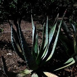 GIARDINO fotografie di Giulio Azzarello ©2019. GIARDINO fotografie di Giulio Azzarello ©2019.