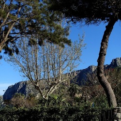 ALBERI. Fotografie di Giulio Azzarello &copy;2024.