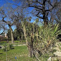 ORTO BOTANICO DI PALERMO. Fotografie di Giulio Azzarello ©2022. ORTO BOTANICO DI PALERMO. Fotografie di Giulio Azzarello ©2022.