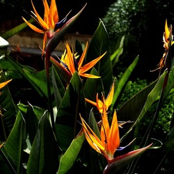 ORTO BOTANICO. Fotografie di Giulio Azzarello &copy;2024.