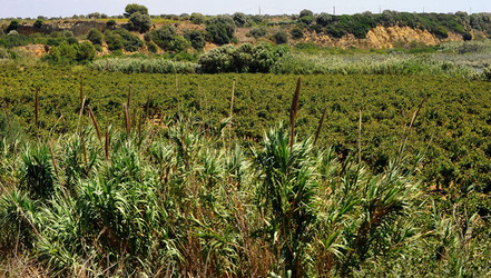 GORGHI TONDI oasi di vigneti e piante Mazzara del Vallo in Sicilia. Foto di Giulio Azzarello ©2016. GORGHI TONDI oasi di vigneti e piante Mazzara del Vallo in Sicilia. Foto di Giulio Azzarello ©2016.