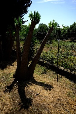 GIARDINO fotografie di Giulio Azzarello ©2019. GIARDINO fotografie di Giulio Azzarello ©2019.