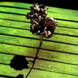 METALLICO. Fotografia di Giulio Azzarello &copy;2023.