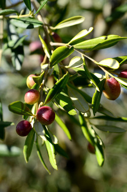 ULIVETO in autunno. Fotografie di Giulio Azzarello ©2014. ULIVETO in autunno. Fotografie di Giulio Azzarello ©2014.