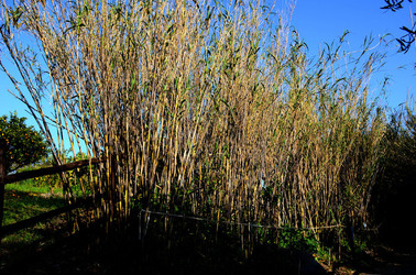 GOLE DELL ALCANTARA in Sicilia. Fotografie di Giulio Azzarello &copy;2016.