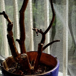 PIANTA DIPINTA. Fotografie di Giulio Azzarello &copy;2023.