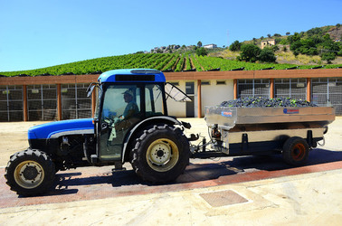 AZIENDA VITIVINICOLA in Sicilia. Fotografie di Giulio Azzarello ©2016. AZIENDA VITIVINICOLA in Sicilia. Fotografie di Giulio Azzarello ©2016.