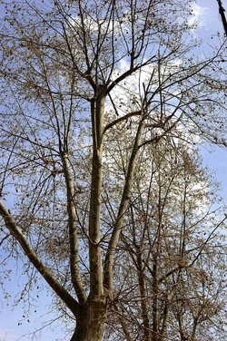 VILLA BONANNO a Palermo. Fotografie di Giulio Azzarello &copy;2016.
