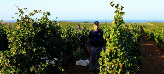 VENDEMMIA a Mazzara del Vallo in Sicilia con i contadini. Fotografie di Giulio Azzarello ©2016. VENDEMMIA a Mazzara del Vallo in Sicilia con i contadini. Fotografie di Giulio Azzarello ©2016.
