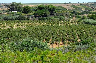 GORGHI TONDI oasi di vigneti e piante Mazzara del Vallo in Sicilia. Foto di Giulio Azzarello ©2016. GORGHI TONDI oasi di vigneti e piante Mazzara del Vallo in Sicilia. Foto di Giulio Azzarello ©2016.