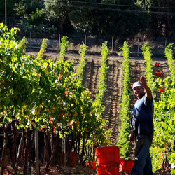 VENDEMMIA di AUTUNNO a S.Cristina Gela in Sicilia. Fotografie di Giulio Azzarello &copy;2016.