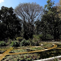 ORTO BOTANICO DI PALERMO. Fotografie di Giulio Azzarello ©2022. ORTO BOTANICO DI PALERMO. Fotografie di Giulio Azzarello ©2022.