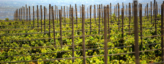 VIGNETO GIOVANE in Sicilia fotografie di Giulio Azzarello &copy;2016.