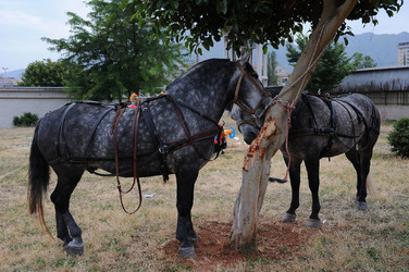 LA BATTAGLIA DI PONTE AMMIRAGLIO a Palermo lo sbarco dei mille . Fotografie di Giulio Azzarello &copy;2014.