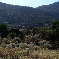 BESTIE. Fotografie di Giulio Azzarello ©2022. BESTIE. Fotografie di Giulio Azzarello ©2022.