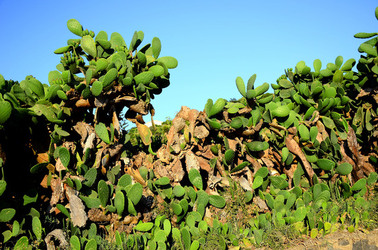 ISOLA DI USTICA la natura. Fotografie di Giulio Azzarello &copy;2016.