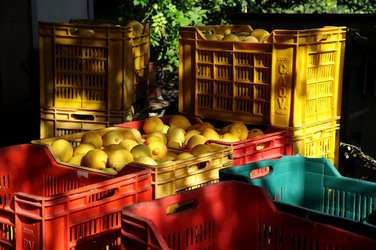 LIMONI di Sicilia coltivati in modo biologico. Fotografie di Giulio Azzarello &copy;2014.