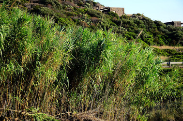 ISOLA DI USTICA la natura. Fotografie di Giulio Azzarello &copy;2016.