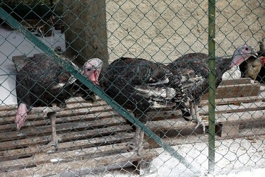 ULIVETO SICILIANO. Fotografie di Giulio Azzarello ©2022.