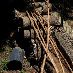 GIARDINO SICILIANO. Fotografie di Giulio Azzarello ©2022. GIARDINO SICILIANO. Fotografie di Giulio Azzarello ©2022.