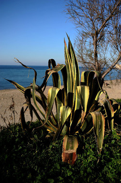 AGAVE selvatica sul mare in Sicilia a Cefalù. Fotografie di Giulio Azzarello ©2014. AGAVE selvatica sul mare in Sicilia a Cefalù. Fotografie di Giulio Azzarello ©2014.