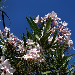 SAN VITO LO CAPO. Fotografie di Giulio Azzarello &copy;2023.