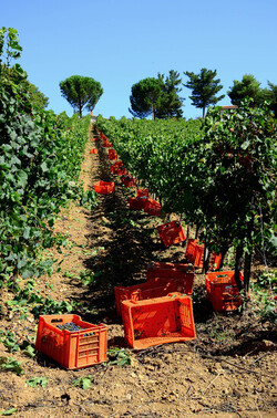 VENDEMMIA a S.Cristina Gela in Sicilia. Fotografie di Giulio Azzarello &copy;2016.