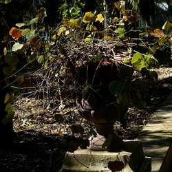 ORTO BOTANICO DI PALERMO. Fotografie di Giulio Azzarello ©2022. ORTO BOTANICO DI PALERMO. Fotografie di Giulio Azzarello ©2022.