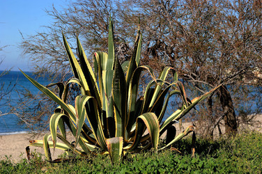 AGAVE selvatica sul mare in Sicilia a Cefalù. Fotografie di Giulio Azzarello ©2014. AGAVE selvatica sul mare in Sicilia a Cefalù. Fotografie di Giulio Azzarello ©2014.