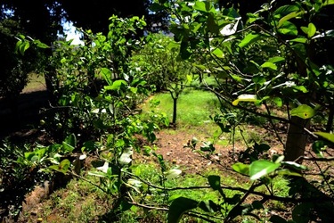 GIARDINO SICILIANO fotografie di Giulio Azzarello ©2021. GIARDINO SICILIANO fotografie di Giulio Azzarello ©2021.