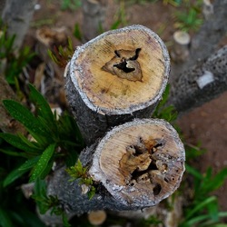 TRONCHI. Fotografie di Giulio Azzarello ©2022.