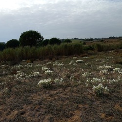 SELINUNTE. Fotografie di Giulio Azzarello ©2022. SELINUNTE. Fotografie di Giulio Azzarello ©2022.