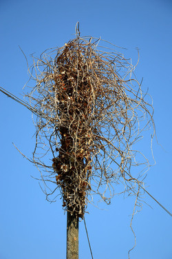 GRANDE NIDO spontaneo in campagna. Fotografie di Giulio Azzarello &copy;2014.
