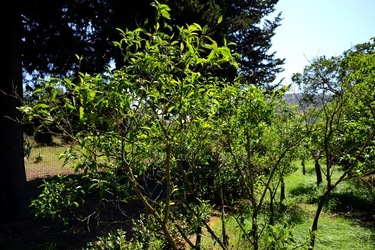 GIARDINO SICILIANO fotografie di Giulio Azzarello ©2021. GIARDINO SICILIANO fotografie di Giulio Azzarello ©2021.