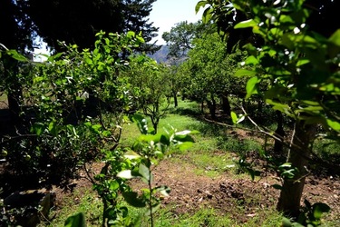 GIARDINO SICILIANO fotografie di Giulio Azzarello ©2021. GIARDINO SICILIANO fotografie di Giulio Azzarello ©2021.