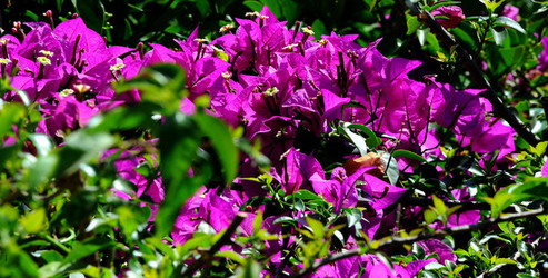 NATURA Violette siciliane in un tipico giardino in estate. Fotografie di Giulio Azzarello &copy;2014.