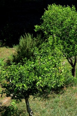 GIARDINO SICILIANO fotografie di Giulio Azzarello ©2021. GIARDINO SICILIANO fotografie di Giulio Azzarello ©2021.