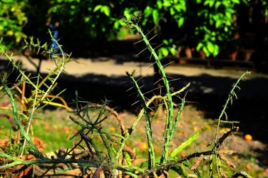 ORTO BOTANICO di Palermo nel maggio 2018. Fotografie di Giulio Azzarello &copy;2018.
