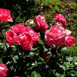 ROSETO. Fotografie di Giulio Azzarello &copy;2022.