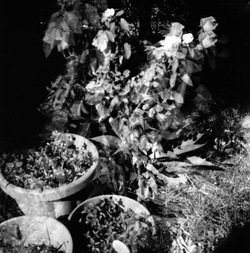 ROSE fotografie di Giulio Azzarello ©2021. ROSE fotografie di Giulio Azzarello ©2021.