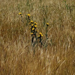 TERRASINI. Fotografie di Giulio Azzarello &copy;2022.