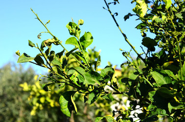 ULIVETO in autunno. Fotografie di Giulio Azzarello ©2014. ULIVETO in autunno. Fotografie di Giulio Azzarello ©2014.