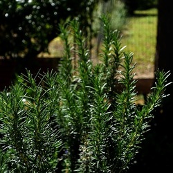 GIARDINO SICILIANO. Fotografie di Giulio Azzarello &copy;2024.