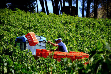 VENDEMMIA a S.Cristina Gela i coltivatori. Fotografie di Giulio Azzarello ©2016. VENDEMMIA a S.Cristina Gela i coltivatori. Fotografie di Giulio Azzarello ©2016.